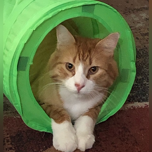 😹 Bye Cutie 😹 Said goodbye to our dear Cutie 2-6-24. She gave us much Joy!♥️ - Picture 6 of 14